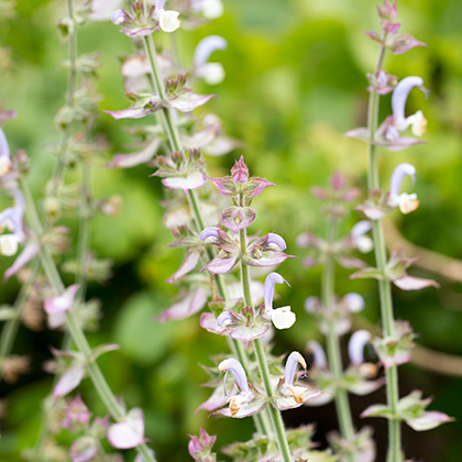 Salvia Hotlips is met zijn tweekleurige bloem een van de meest kenmerkende salvia's, maar hij kan ooktijdelijk alleen witte, of helemaal rode bloemen vormen.